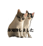 三毛猫姉妹201909（個別スタンプ：3）