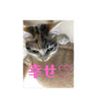 三毛猫姉妹201909（個別スタンプ：9）