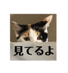 三毛猫姉妹201909（個別スタンプ：10）