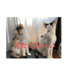 三毛猫姉妹201909（個別スタンプ：19）