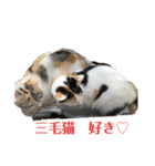 三毛猫姉妹201909（個別スタンプ：20）