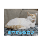 三毛猫姉妹201909（個別スタンプ：24）