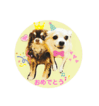 チワワのモカたん♪ちょこっとハルたん2（個別スタンプ：1）
