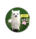 チワワのモカたん♪ちょこっとハルたん2（個別スタンプ：2）