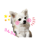 チワワのモカたん♪ちょこっとハルたん2（個別スタンプ：5）