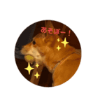 今日も元気だ！Mydog（個別スタンプ：1）