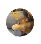 今日も元気だ！Mydog（個別スタンプ：3）