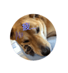 今日も元気だ！Mydog（個別スタンプ：5）