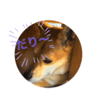 今日も元気だ！Mydog（個別スタンプ：6）