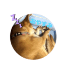 今日も元気だ！Mydog（個別スタンプ：7）