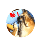 今日も元気だ！Mydog（個別スタンプ：8）