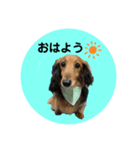ぼく、レオン！（個別スタンプ：1）