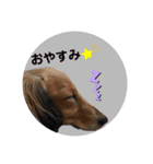 ぼく、レオン！（個別スタンプ：4）