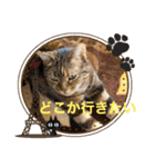 カーチャ大好き大好きカーチャ（個別スタンプ：22）