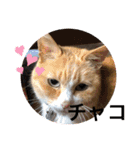カーチャ大好き大好きカーチャ（個別スタンプ：32）