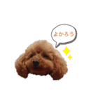 トイプーネネ（個別スタンプ：2）
