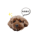 トイプーネネ（個別スタンプ：3）