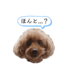 トイプーネネ（個別スタンプ：10）