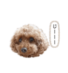 トイプーネネ（個別スタンプ：11）