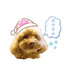 トイプーネネ（個別スタンプ：13）