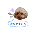 トイプーネネ（個別スタンプ：14）