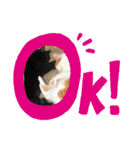 くろちゃんしょうたシリーズ（個別スタンプ：6）