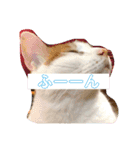 くろちゃんしょうたシリーズ（個別スタンプ：14）