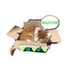 くろちゃんしょうたシリーズ（個別スタンプ：20）