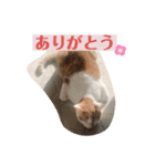 くろちゃんしょうたシリーズ（個別スタンプ：24）