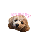 プードル♡メルシーの日常（個別スタンプ：1）