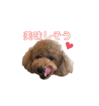 プードル♡メルシーの日常（個別スタンプ：9）