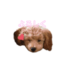 プードル♡メルシーの日常（個別スタンプ：11）
