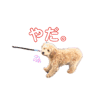 プードル♡メルシーの日常（個別スタンプ：15）