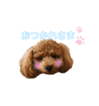 プードル♡メルシーの日常（個別スタンプ：16）