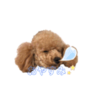 プードル♡メルシーの日常（個別スタンプ：22）