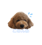 プードル♡メルシーの日常（個別スタンプ：25）