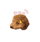 プードル♡メルシーの日常（個別スタンプ：29）