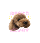 プードル♡メルシーの日常（個別スタンプ：39）