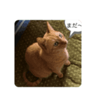 き〜ちゃんは言いたいことがある（個別スタンプ：1）