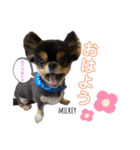 チワワのミッキーくん（個別スタンプ：2）