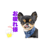 チワワのミッキーくん（個別スタンプ：10）