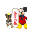チワワのミッキーくん（個別スタンプ：12）