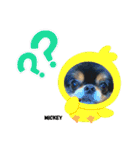 チワワのミッキーくん（個別スタンプ：14）