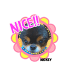 チワワのミッキーくん（個別スタンプ：15）