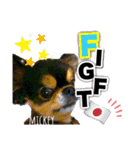 チワワのミッキーくん（個別スタンプ：16）