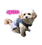yoshiのわんこたち（個別スタンプ：2）