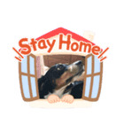yoshiのわんこたち（個別スタンプ：8）