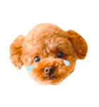 お犬さまchocopi（個別スタンプ：4）