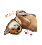 私は木製の犬のように（個別スタンプ：3）