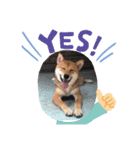 私は木製の犬のように（個別スタンプ：5）